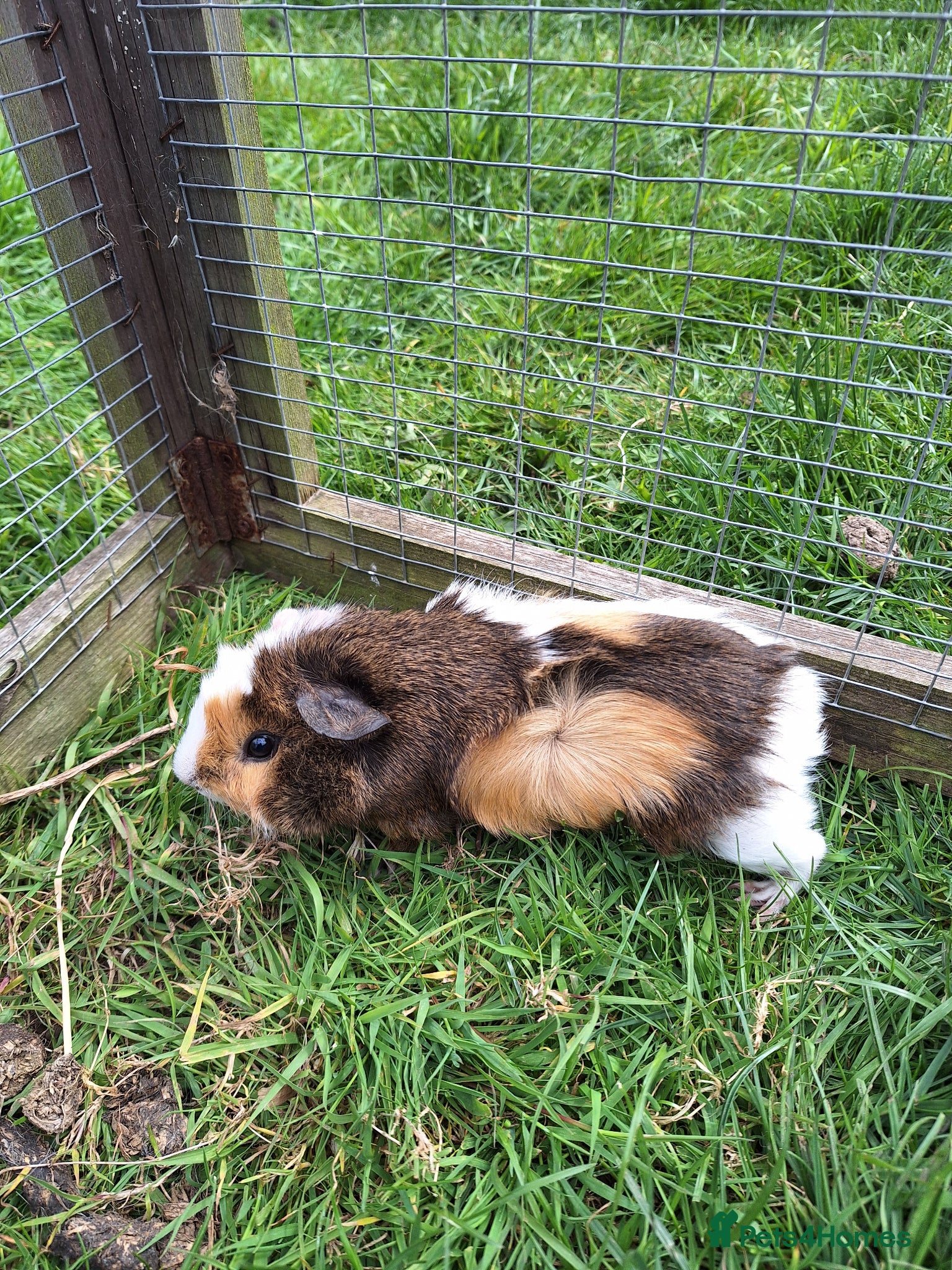 Guinea Pig rodents Baby male guinea pigs for sale - Advert 18