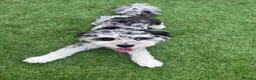 Maltipoo dogs for stud: Stunning Half Blue-Eyed Merle Maltipoo Stud 💙 - Advert 5