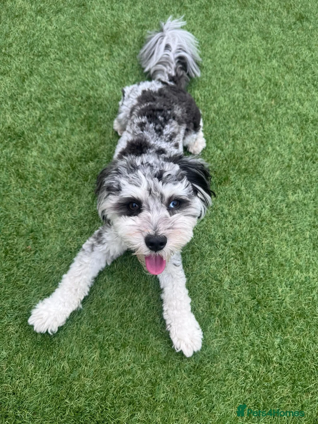 Maltipoo dogs for stud: Stunning Half Blue-Eyed Merle Maltipoo Stud 💙 - Advert 5