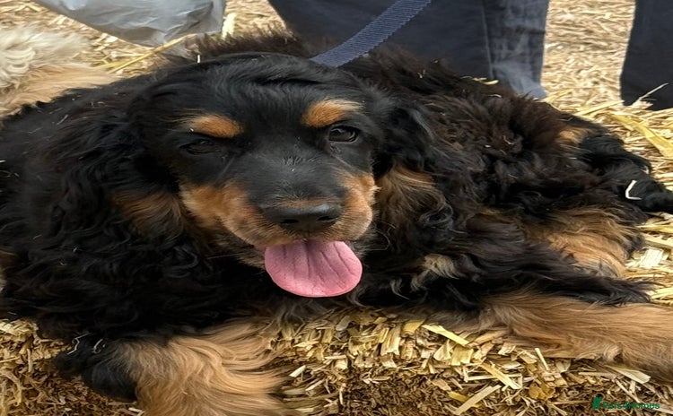 Cocker Spaniel dogs - Advert 2