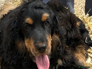 Cocker Spaniel dogs Cocker spaniel show type - Advert 5