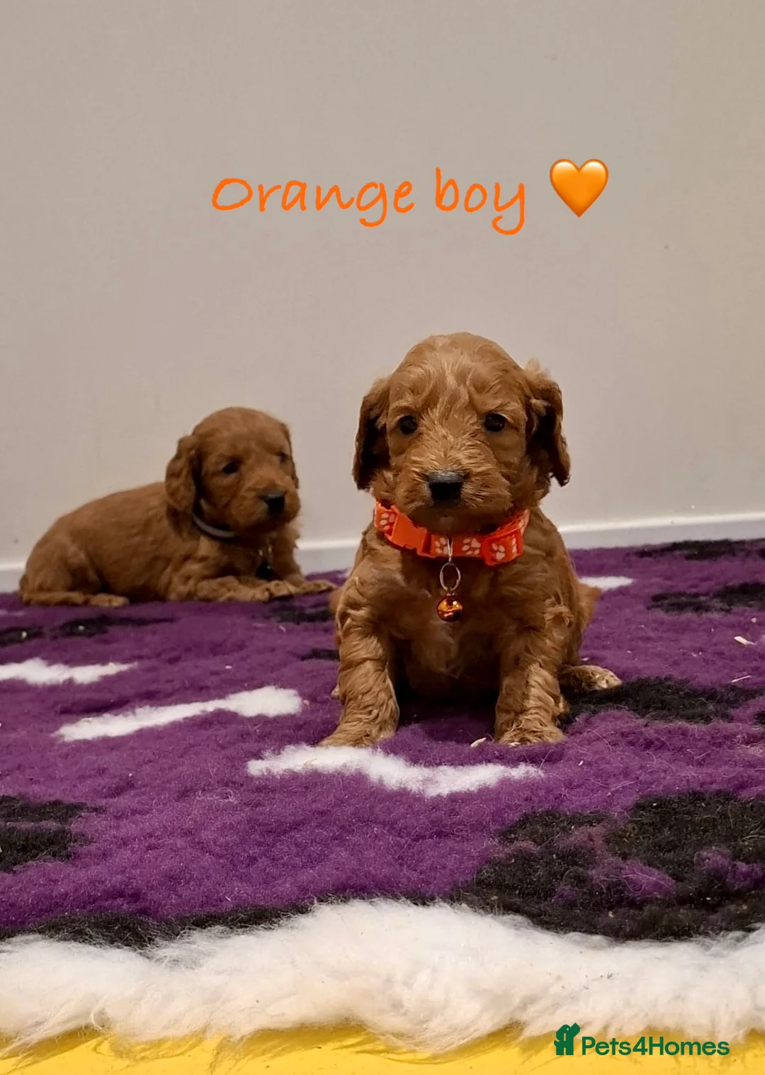Cockapoo dogs for sale: Stunning F1B Cockapoos - Advert 9