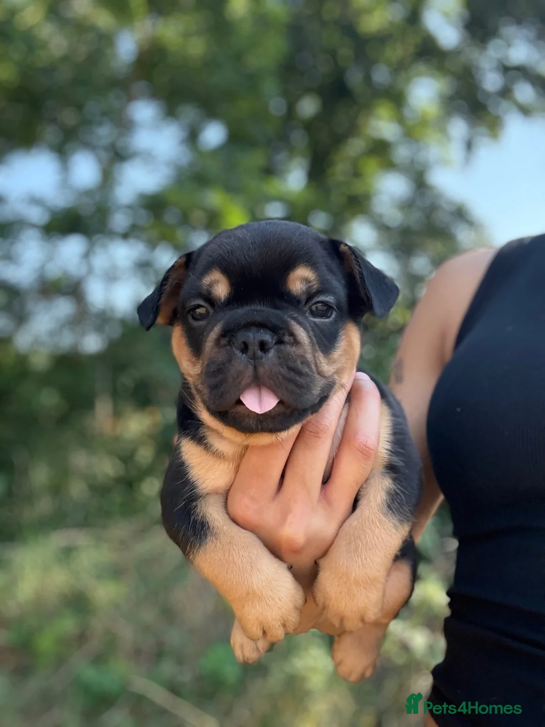 French Bulldog dogs for sale:  Fluffy’s  - Advert 2