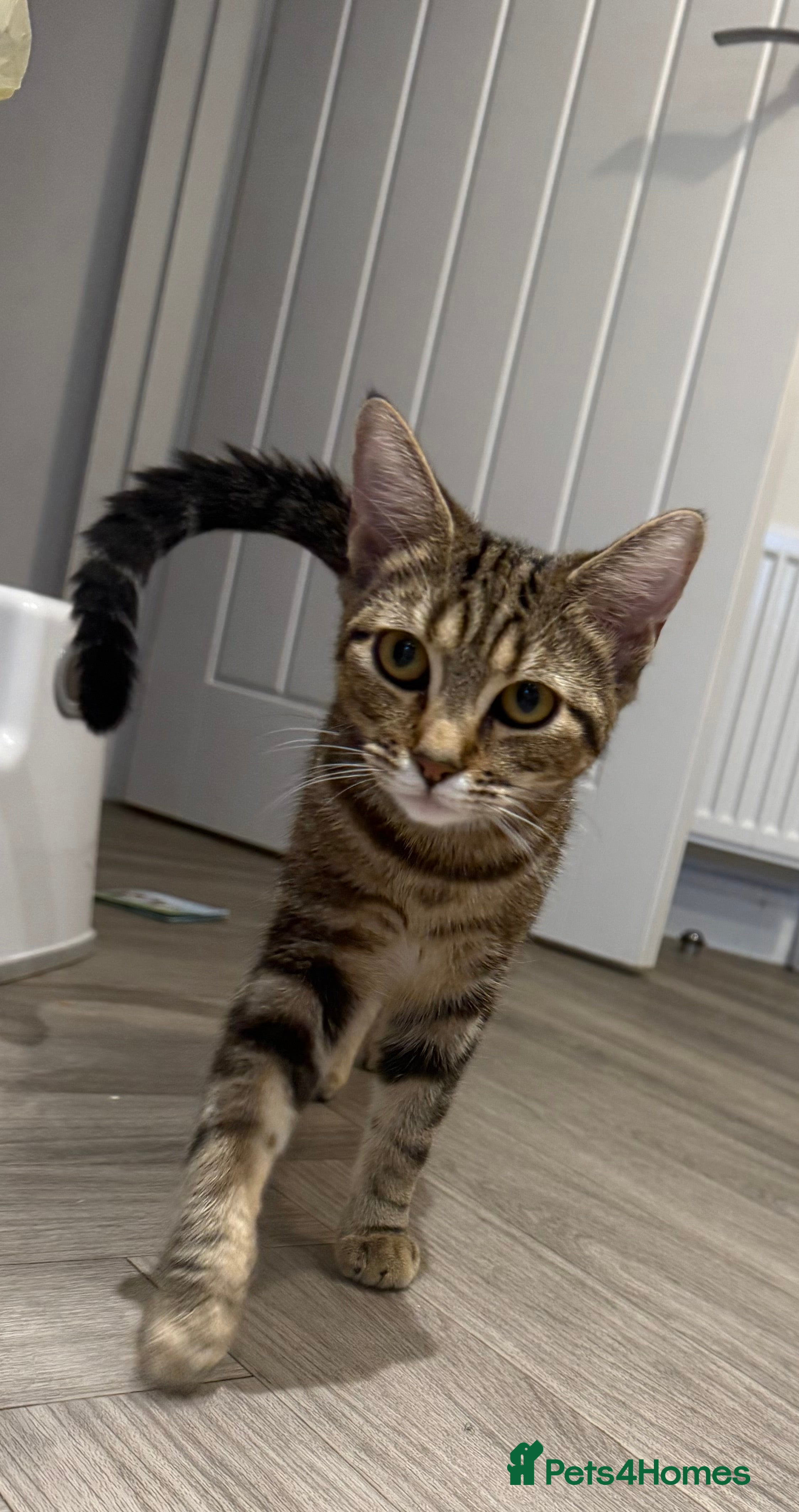 Bengal cats Cute bengal mixed British shorthair kitten  - Advert 11