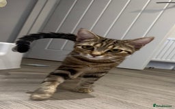 Bengal cats for sale: Cute bengal mixed British shorthair kitten  - Image 1