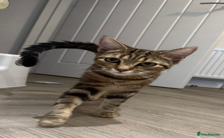 Bengal cats - Advert 1