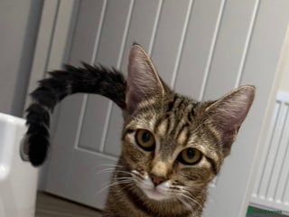 Bengal cats - Advert 9