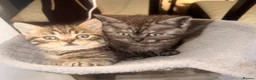 Scottish Fold cats for sale: REDUCED ❤️❤️Tabby cat😘Luxury Scottish❤️❤️❤️❤️❤️❤️ - Advert 13