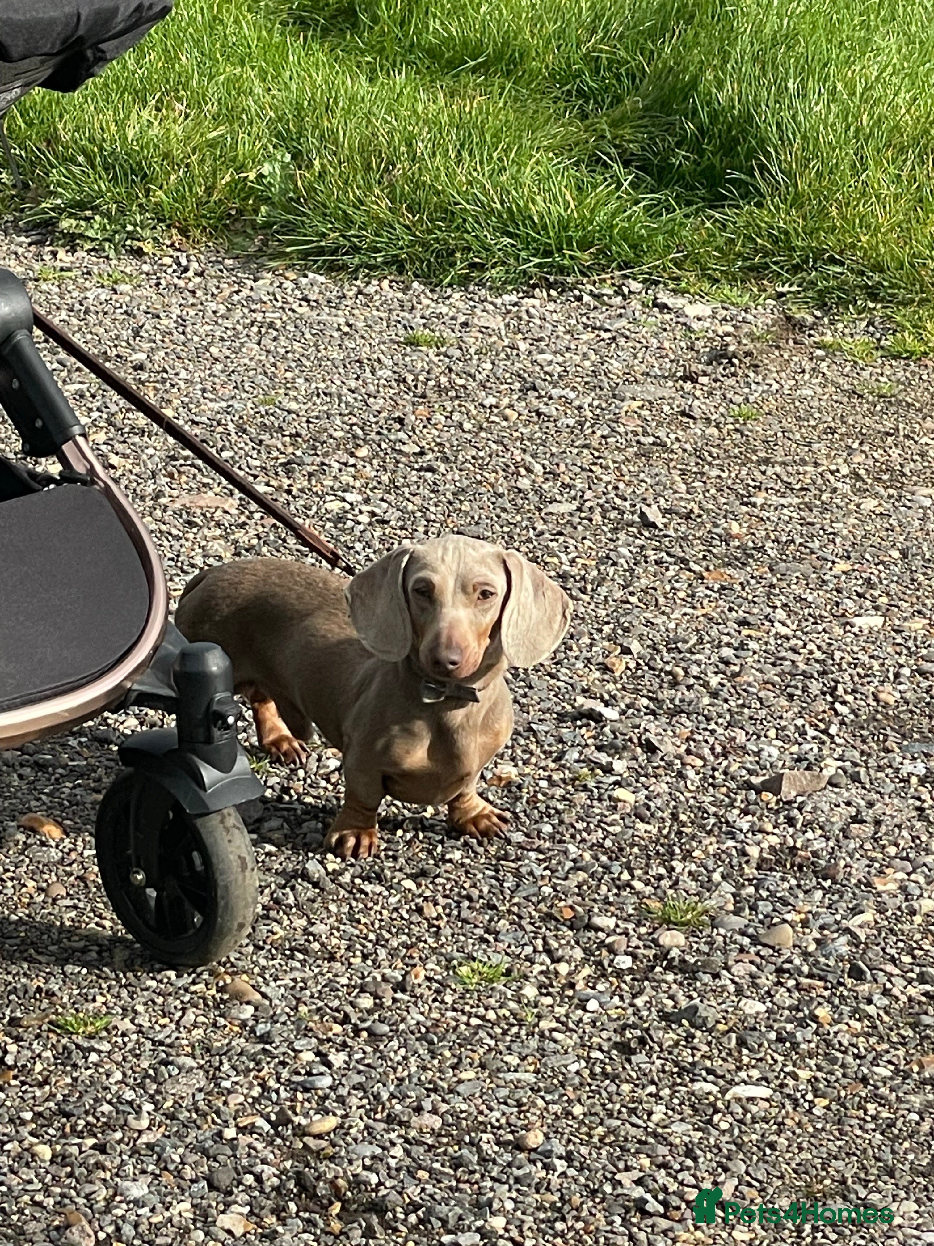 Miniature Dachshund dogs Isabella PRA/DM/OI clear son of Charlie Chaplin in Clacton-on-Sea - Advert 15