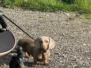 Miniature Dachshund dogs Isabella PRA/DM/OI clear son of Charlie Chaplin in Clacton-on-Sea - Advert 6