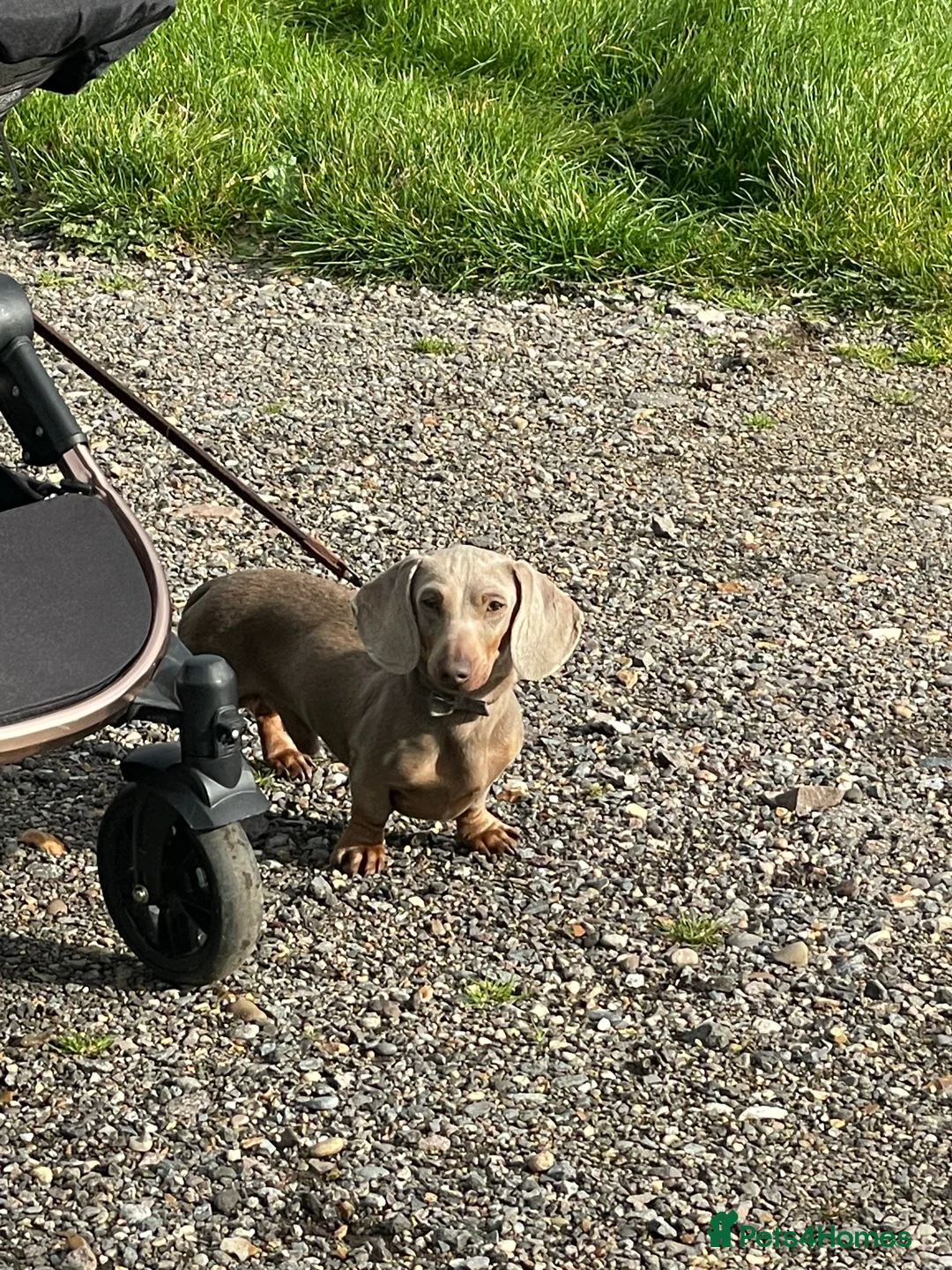Miniature Dachshund dogs for stud: Isabella PRA/DM/OI clear son of Charlie Chaplin in Clacton-on-Sea - Advert 1