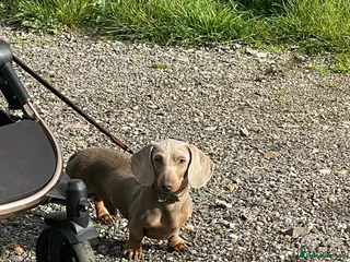 Miniature Dachshund dogs Isabella PRA/DM/OI clear son of Charlie Chaplin in Clacton-on-Sea - Advert 10