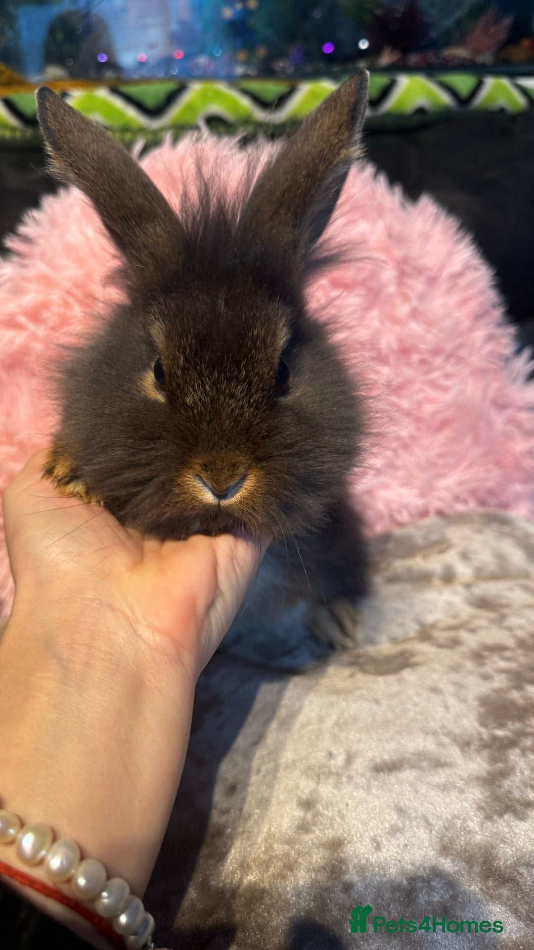 Mixed Breed rabbits for sale: Netherland dwarf and lionhead mixed bunnies - Image 24