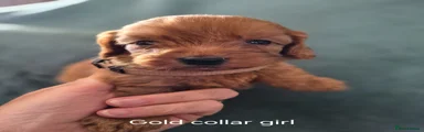 Cockapoo 6