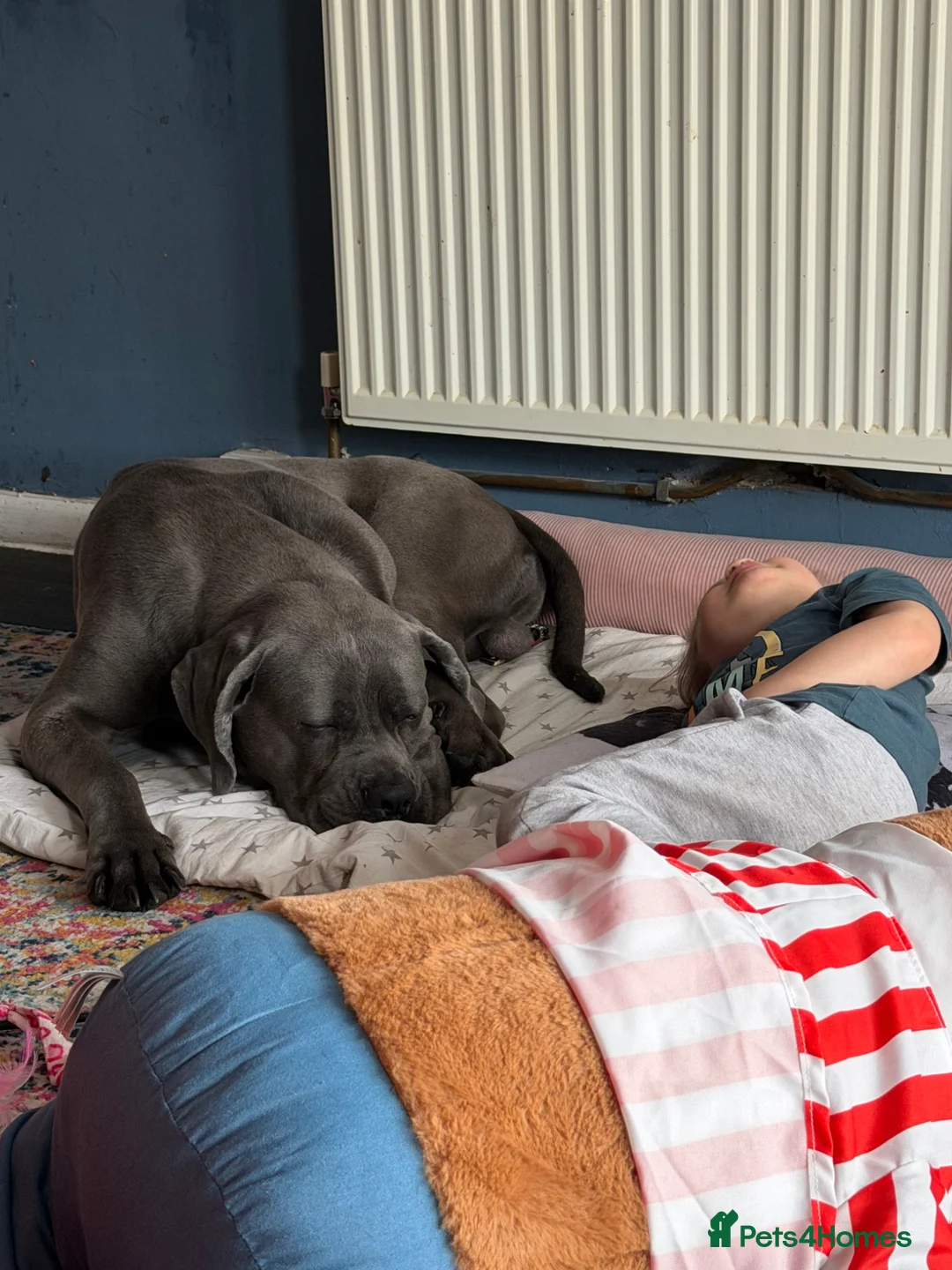 Cane Corso dogs for sale: 1year old cane corso pup in Leighton Buzzard - Advert 6