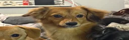 Pomeranian dogs for sale: Pomeranian and sons for rehoming. CAN SEPARATE. - Advert 4