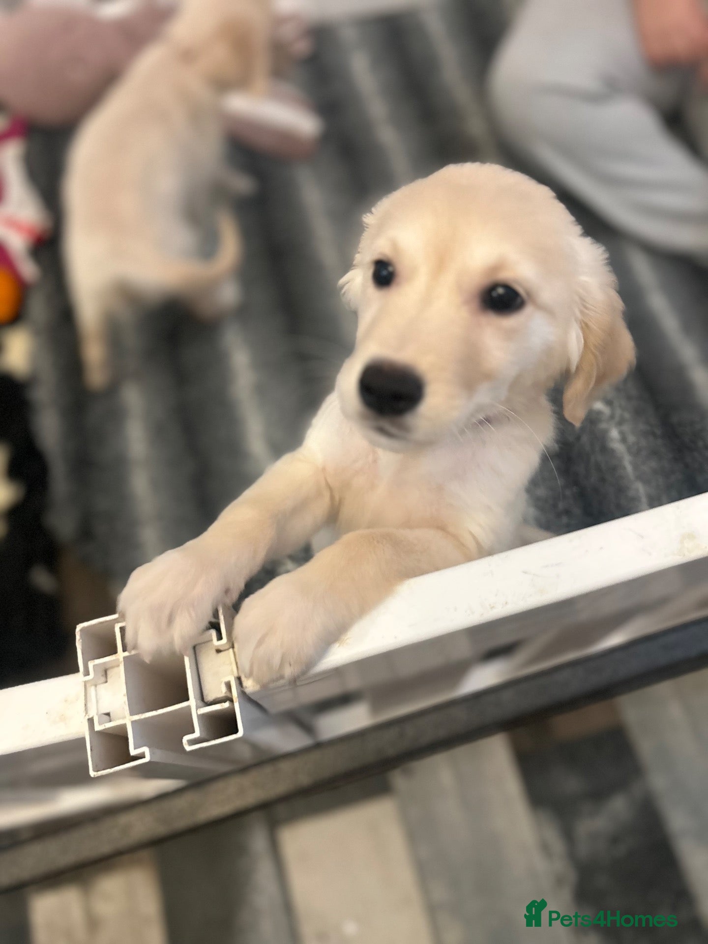 Golden Retriever dogs Golden retriever puppies - Advert 8