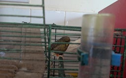 Canaries birds for sale: Urgent home needed canaries  - Image 6