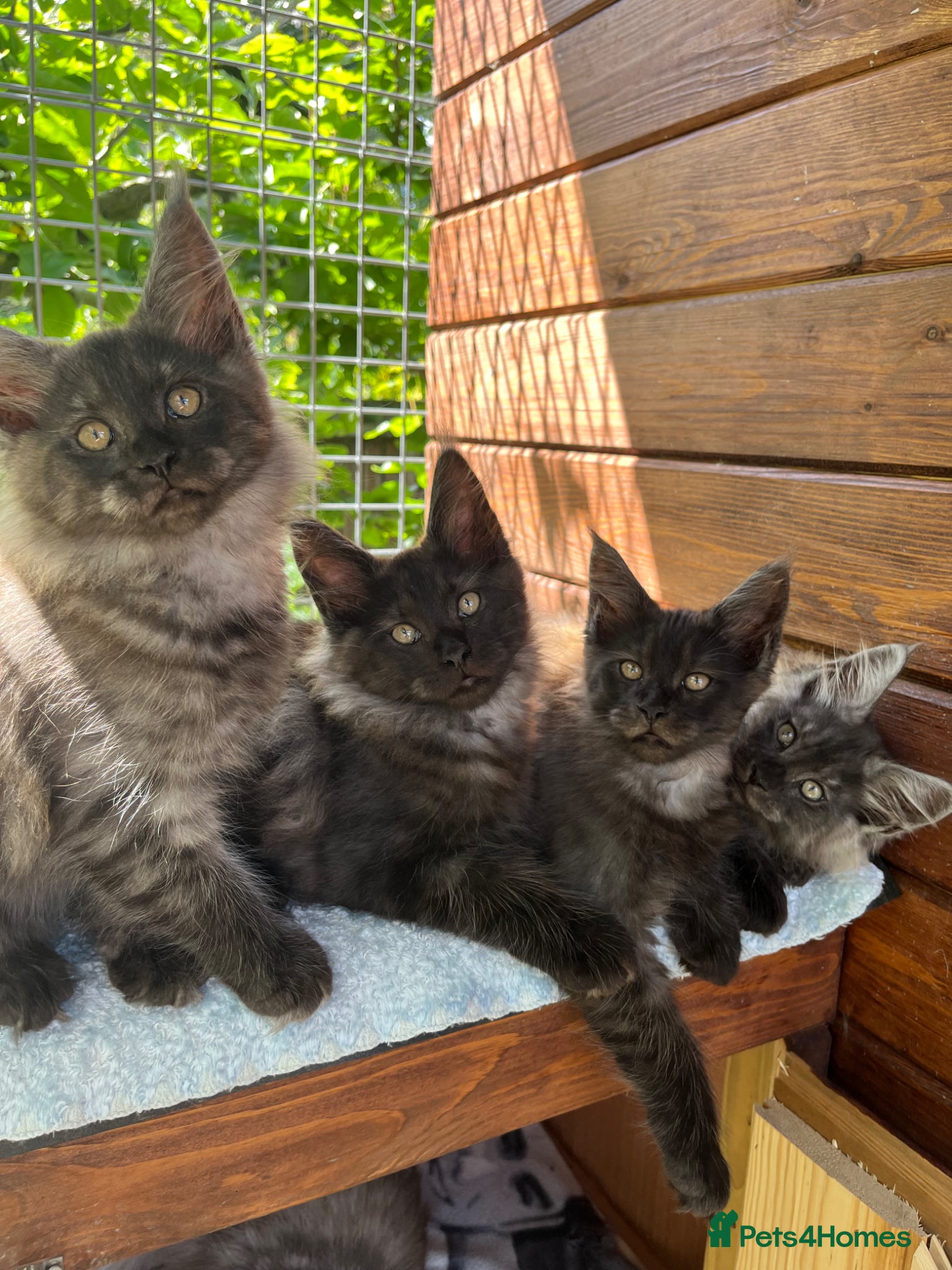 Maine Coon cats ⭐️Beautiful Maine Coon Kittens⭐️ - Advert 5