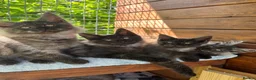 Maine Coon cats for sale: ⭐️Beautiful Maine Coon Kittens⭐️ - Advert 2