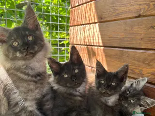 Maine Coon cats ⭐️Beautiful Maine Coon Kittens⭐️ - Advert 7