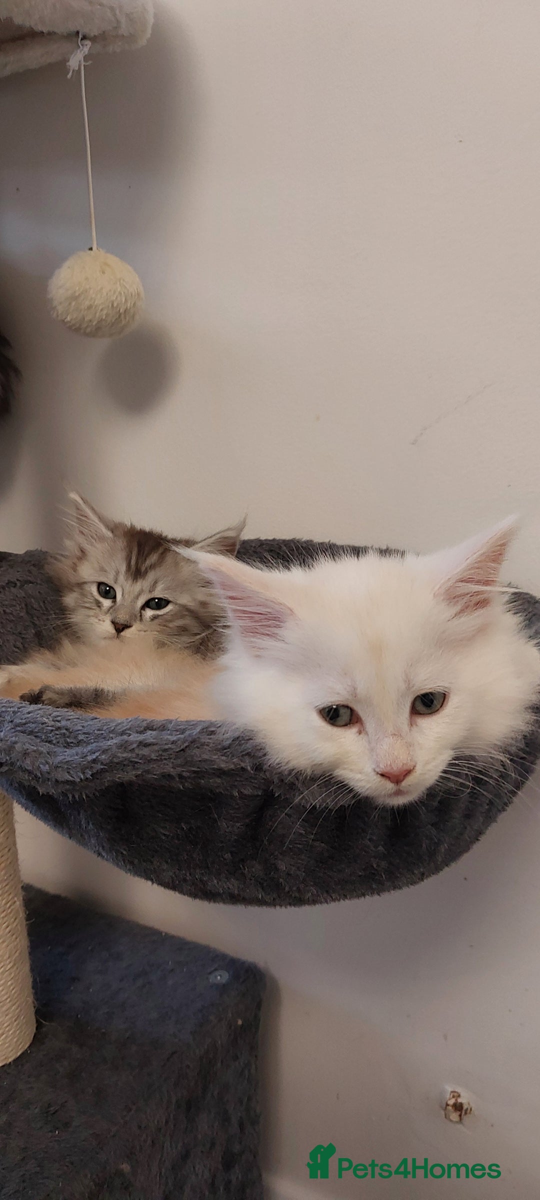 Maine Coon cats for sale: 🐈🐈🐈7 Amazing Maine coons🐈🐈🐈 - Advert 16