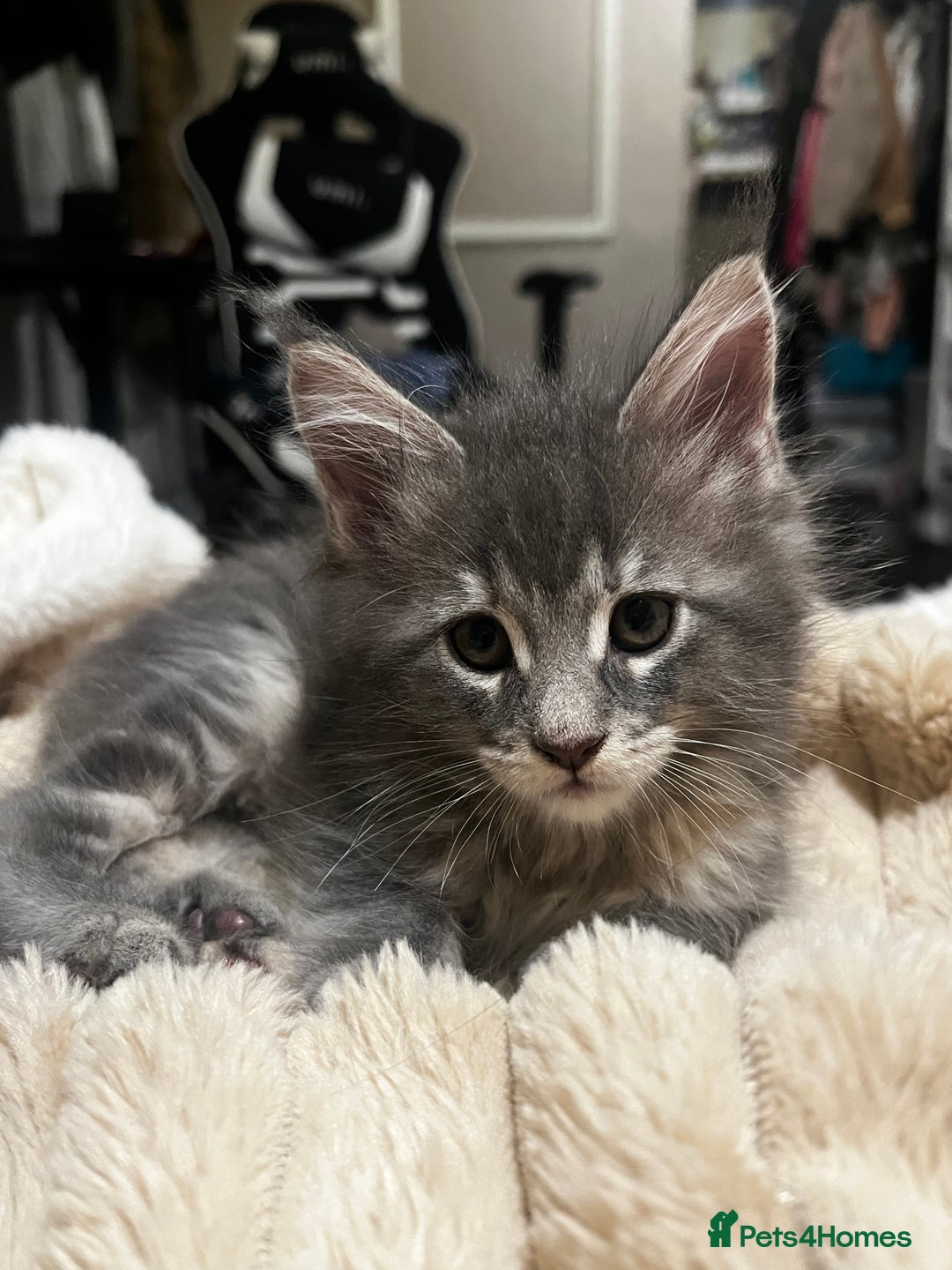 Maine Coon cats for sale: Beautiful Maine coon kittens  - Advert 15