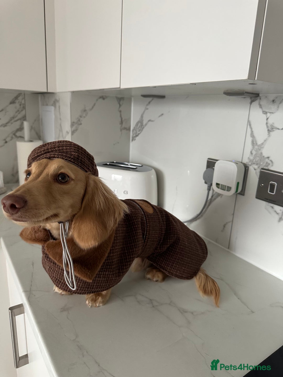Miniature Dachshund dogs for sale: 9 Month Old Cream long haired Boy (Rehoming) - Advert 9