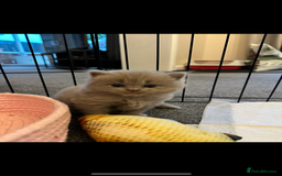 British Longhair cats for sale: 💜🩵 BRITISH LONG HAIR KITTENS 🩵💜 - Image 1