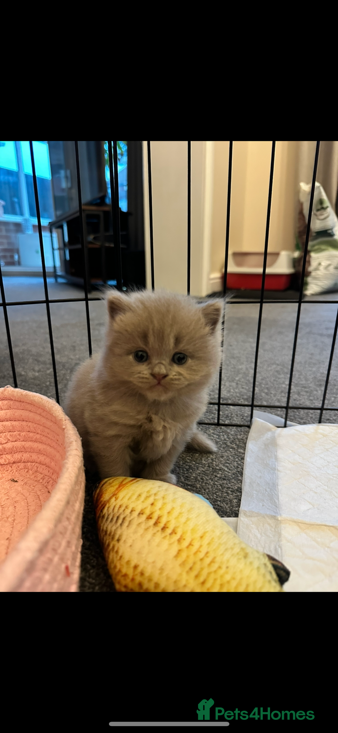 British Longhair cats for sale: 💜🩵 BRITISH LONG HAIR KITTENS 🩵💜 - Image 1