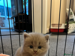 British Longhair cats - Advert 1