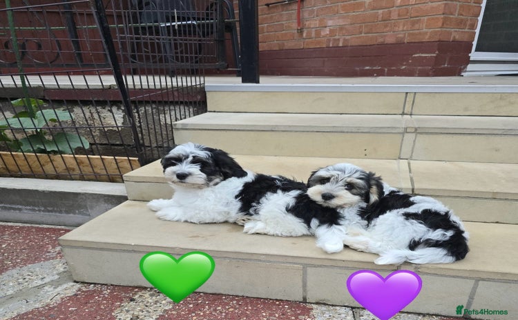 Mixed Breed dogs - Advert 1