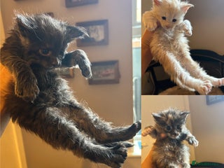 Maine Coon cats - Advert 5