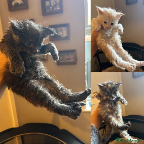 Maine Coon cats - Advert 7