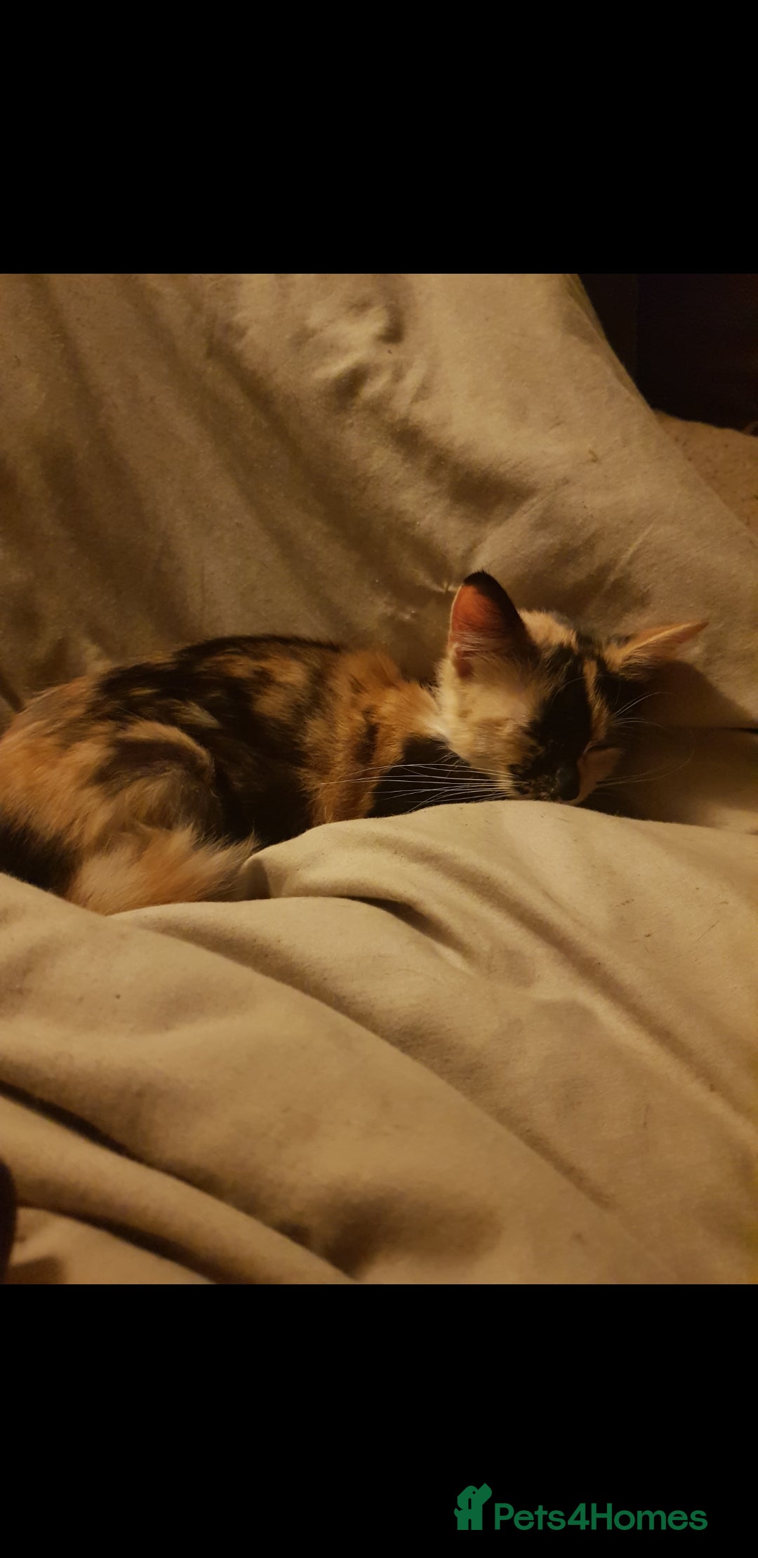 British Shorthair cats for sale: Marmite  - Advert 9