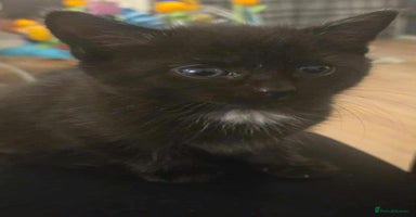 Mixed Breed cats - Advert 3