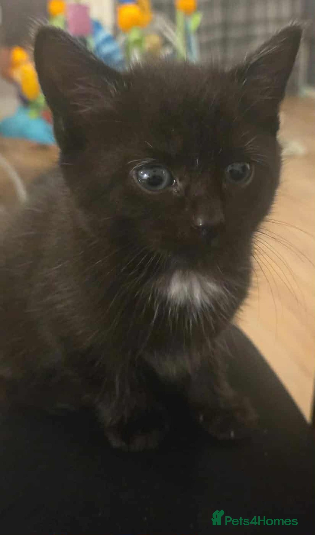 Mixed Breed cats for sale: Beautiful black male kittens.  - Image 2