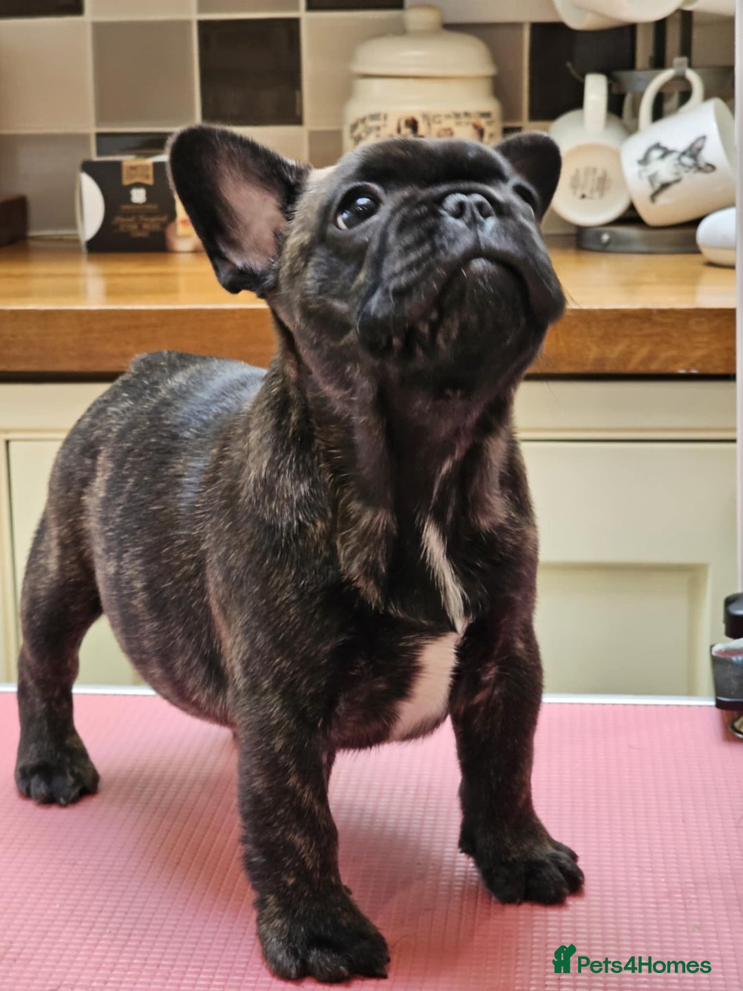 French Bulldog dogs for sale: Champion bred French Bulldog puppies - Image 10