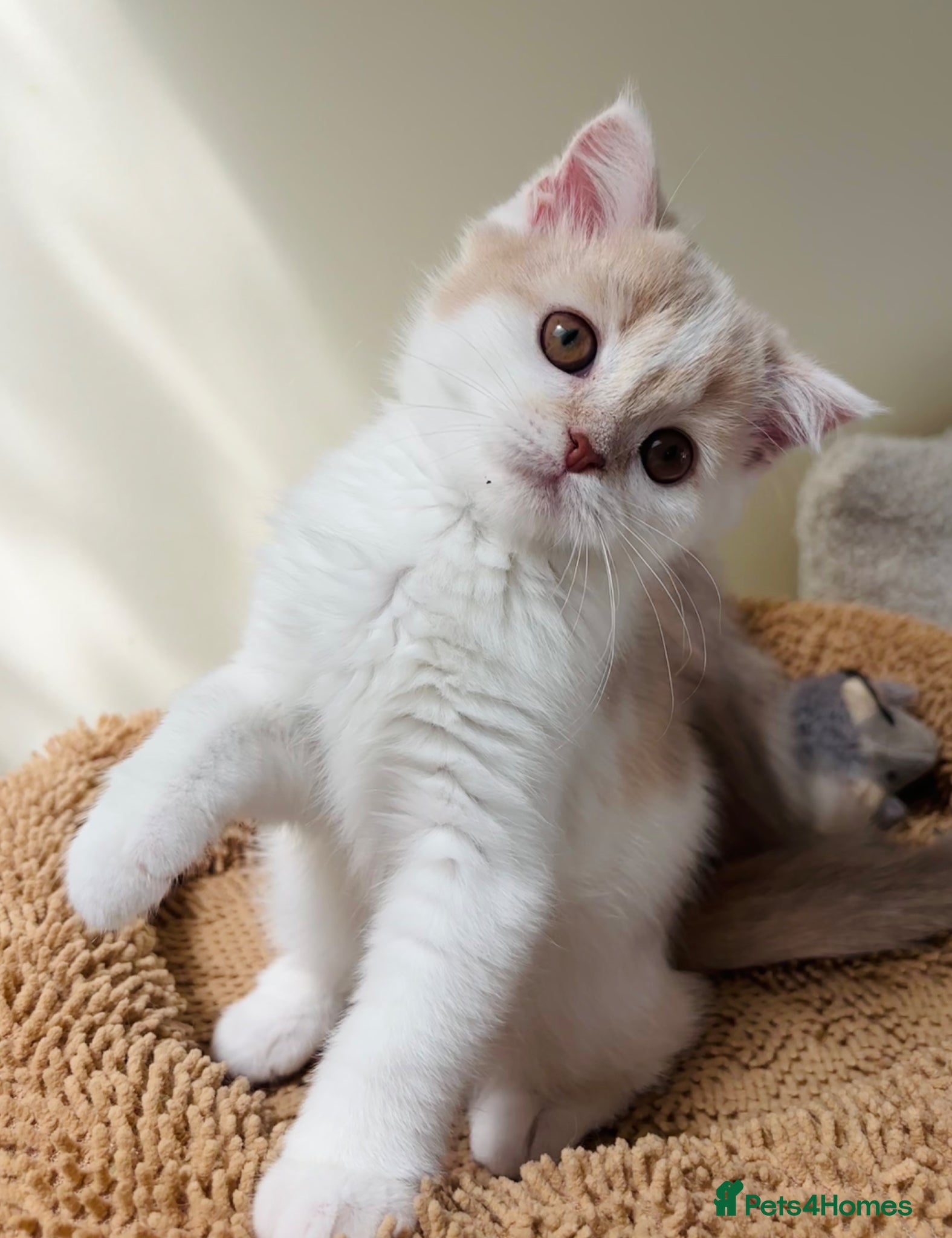 Scottish Fold cats for sale: Pedigree Adorable Scottish Fold Kittens  - Advert 2
