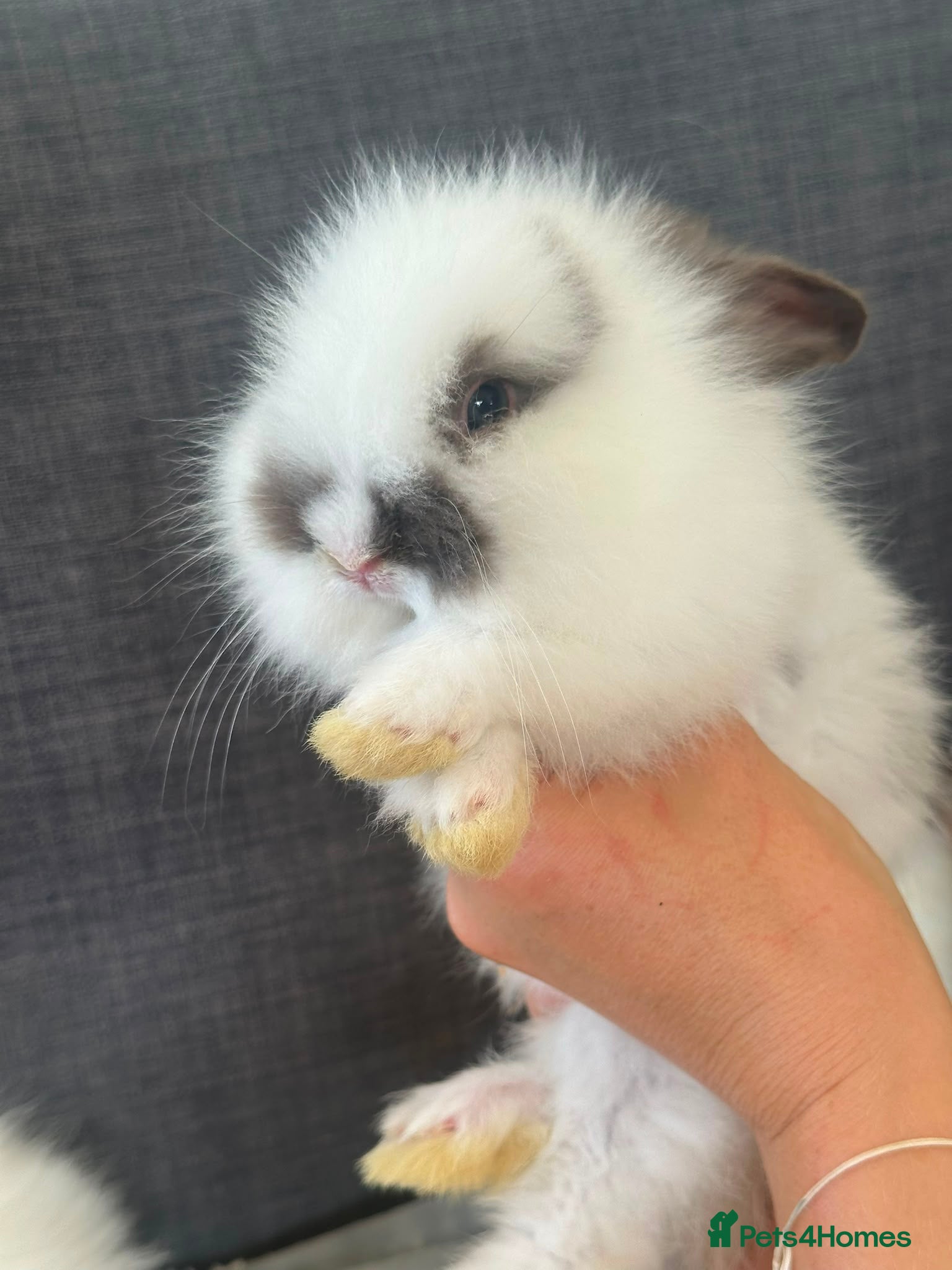 Lionhead rabbits Beautiful Baby Lionhead Bunnies  - Advert 2