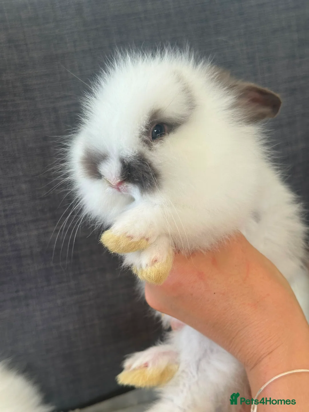 Lionhead rabbits for sale: Beautiful Baby Lionhead Bunnies  - Advert 2