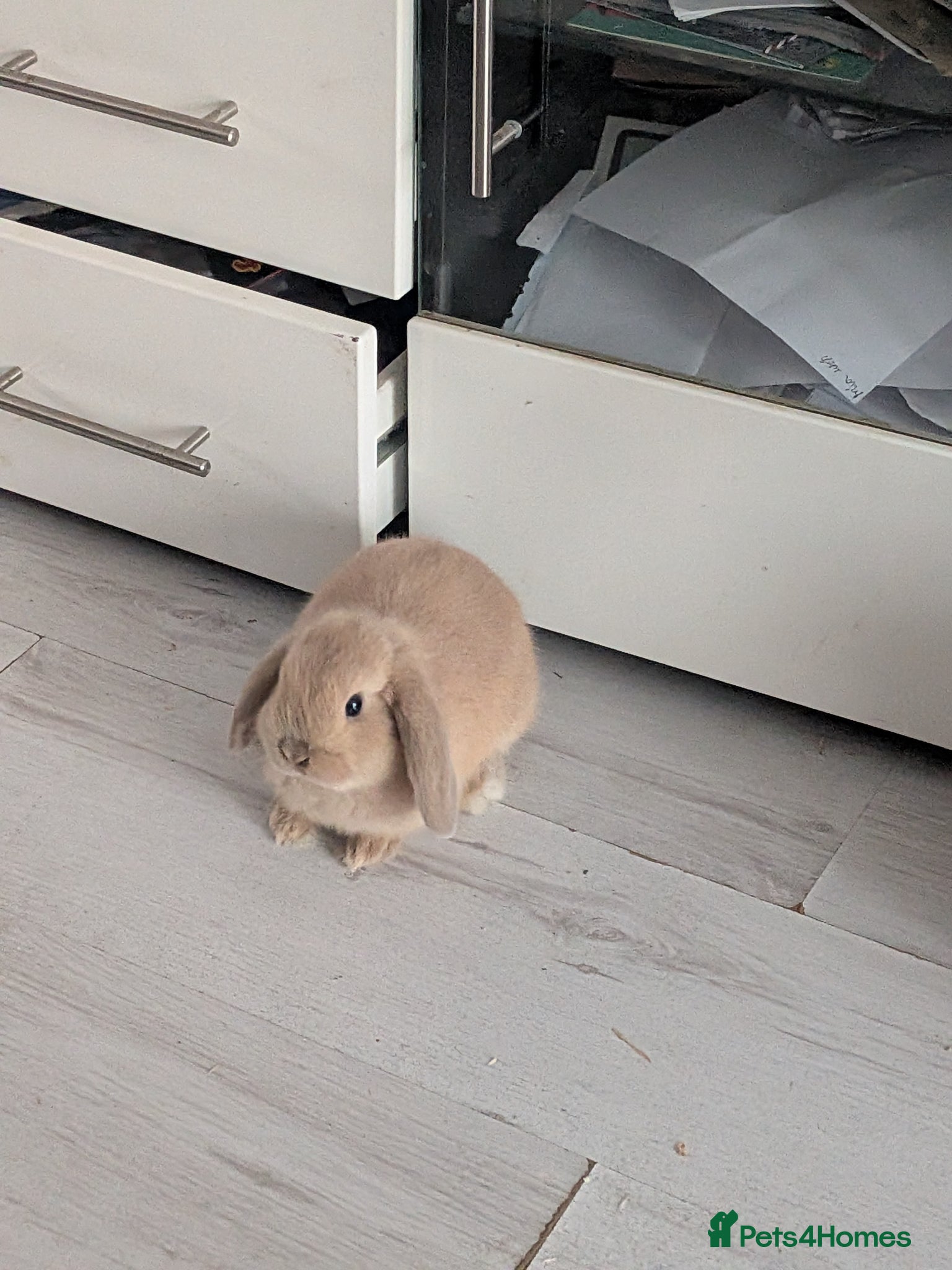 Mini Lop rabbits 3 male mini lops - Advert 7