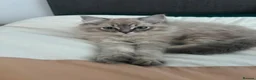 Ragdoll cats for sale: 3 beautiful fluffy ragdoll kittens - Advert 38
