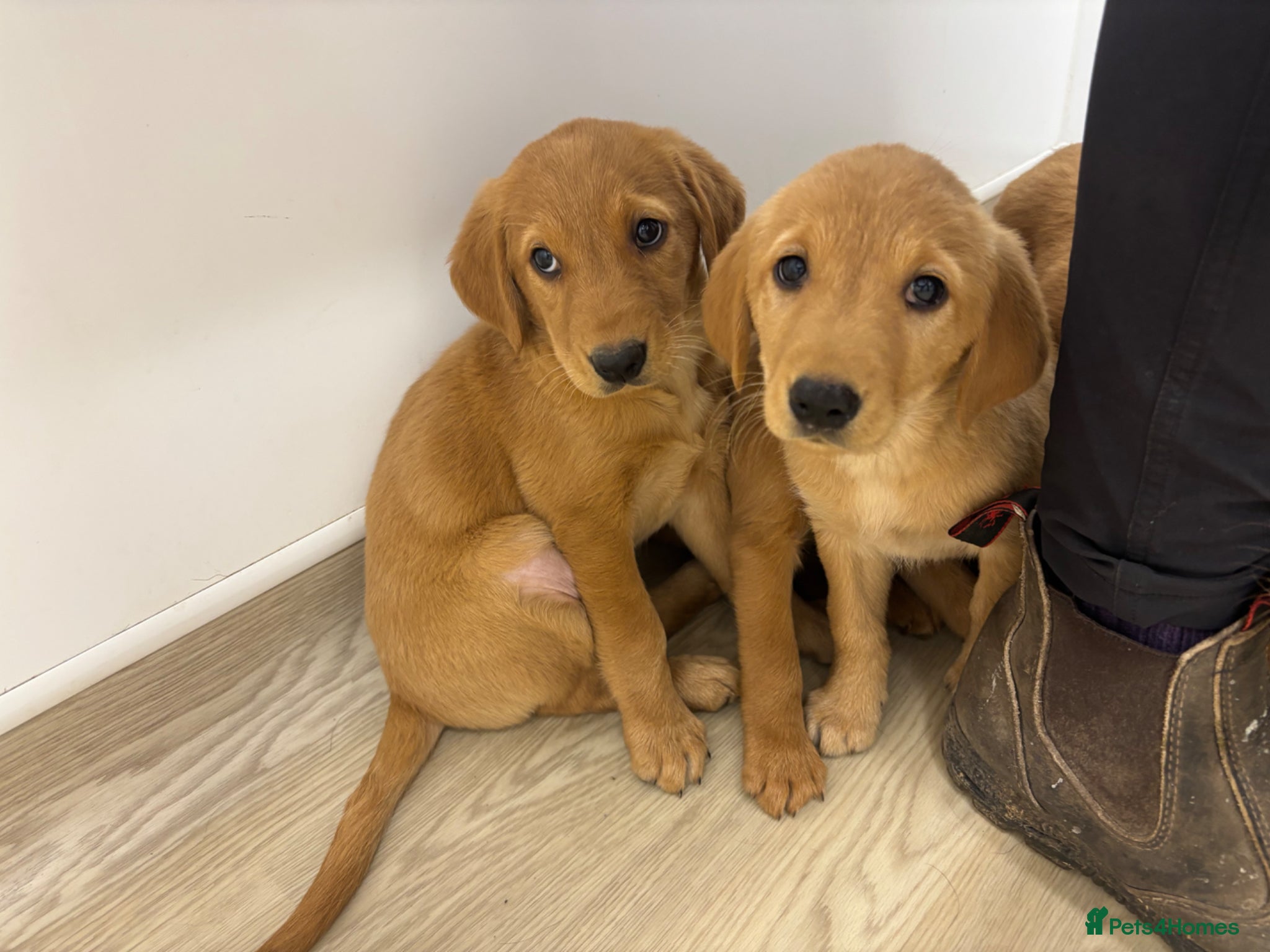 Goldador dogs ⭐️READY TO LEAVE⭐️F1 Goldadors Puppies⭐️ - Advert 2