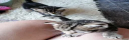 Mixed Breed cats for sale: Beautiful kittens  - Advert 6