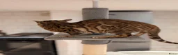 Bengal cats for sale: Retired Male Bengal Seeking Forever Home - Advert 14
