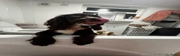 Cockapoo dogs for sale: COCKER SPANIEL WAITING LIST 😍 - Advert 7