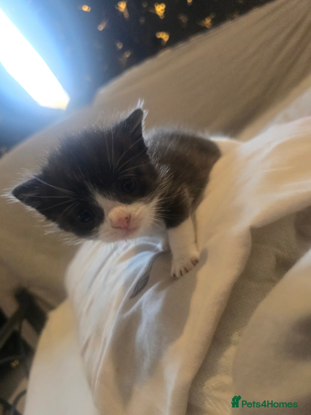 Domestic Shorthair cats for sale: Black and white female left  - Image 4