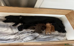 Cocker Spaniel dogs for sale: Quality KC Registered Working Cocker Spaniels - Image 10