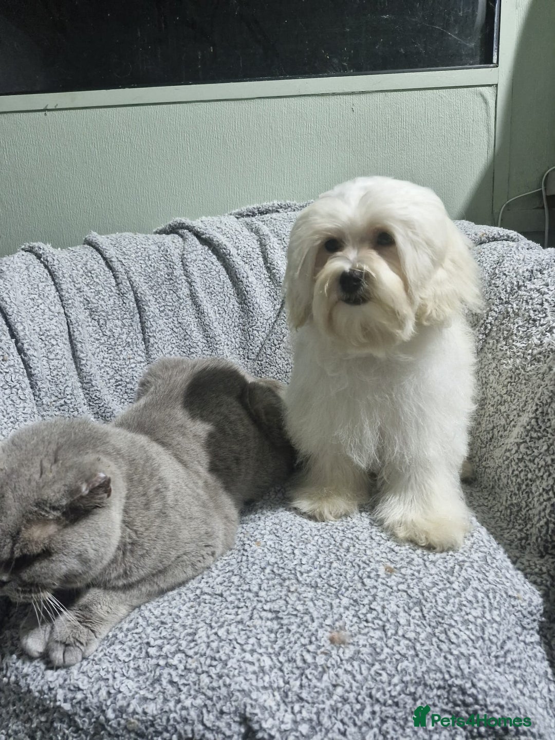 Maltipoo dogs for sale: Gorgeous Korean Maltipoo boy - Advert 2
